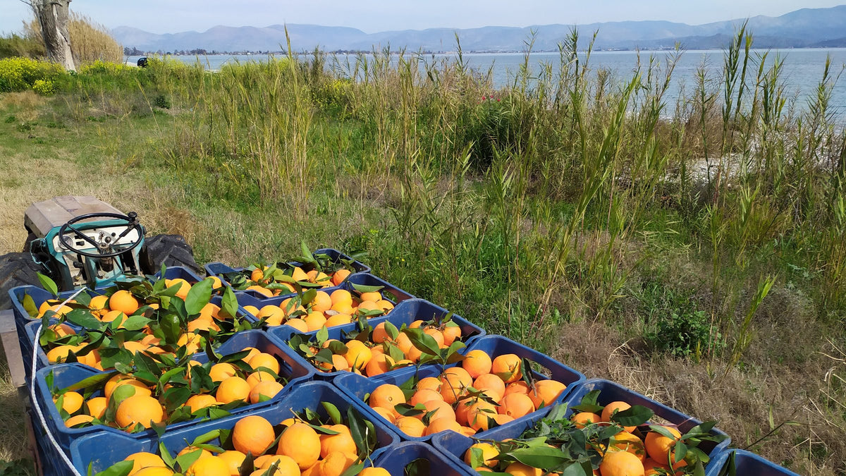 Blaue Kisten voller frisch gepflückter Orangen auf einem Anhänger, dahinter eine Bucht und Berge auf dem Peloponnes